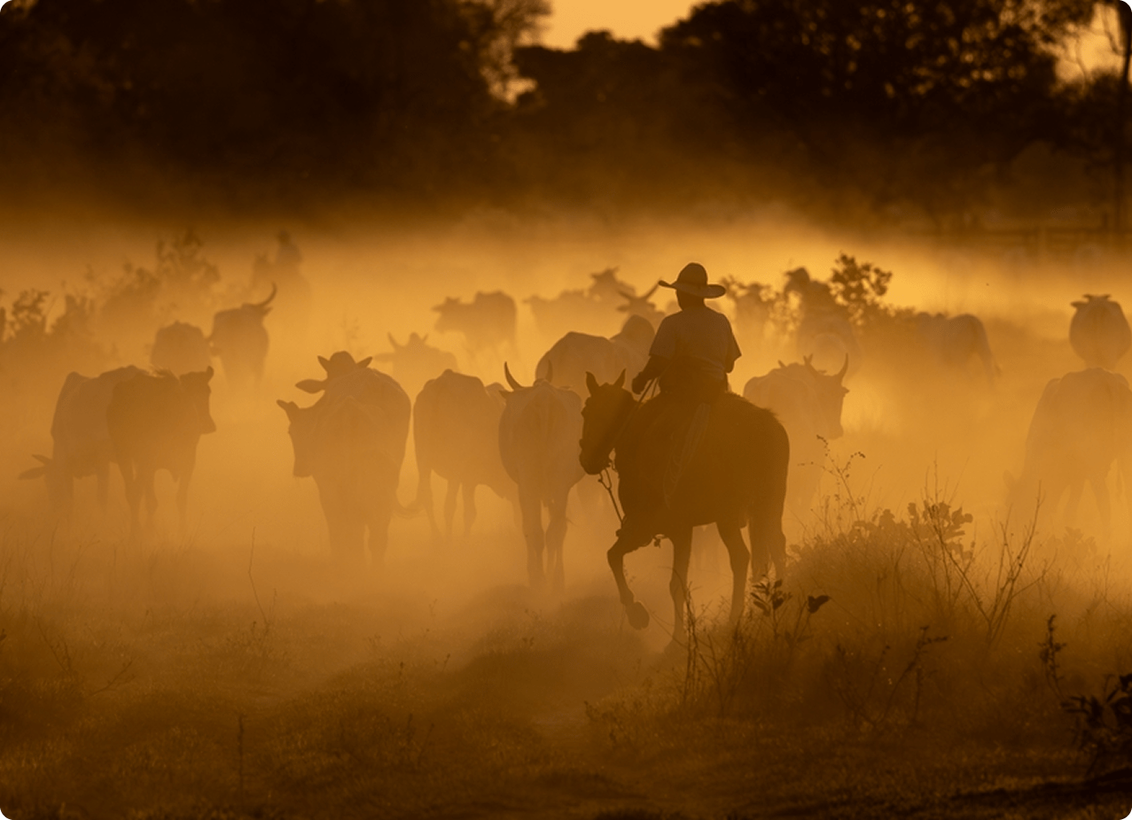 a group of horses riding in the distance